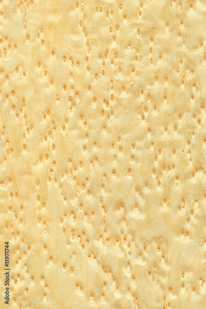 Maple Bird's Eye (wood texture) Maple Bird's Eye (wood texture)