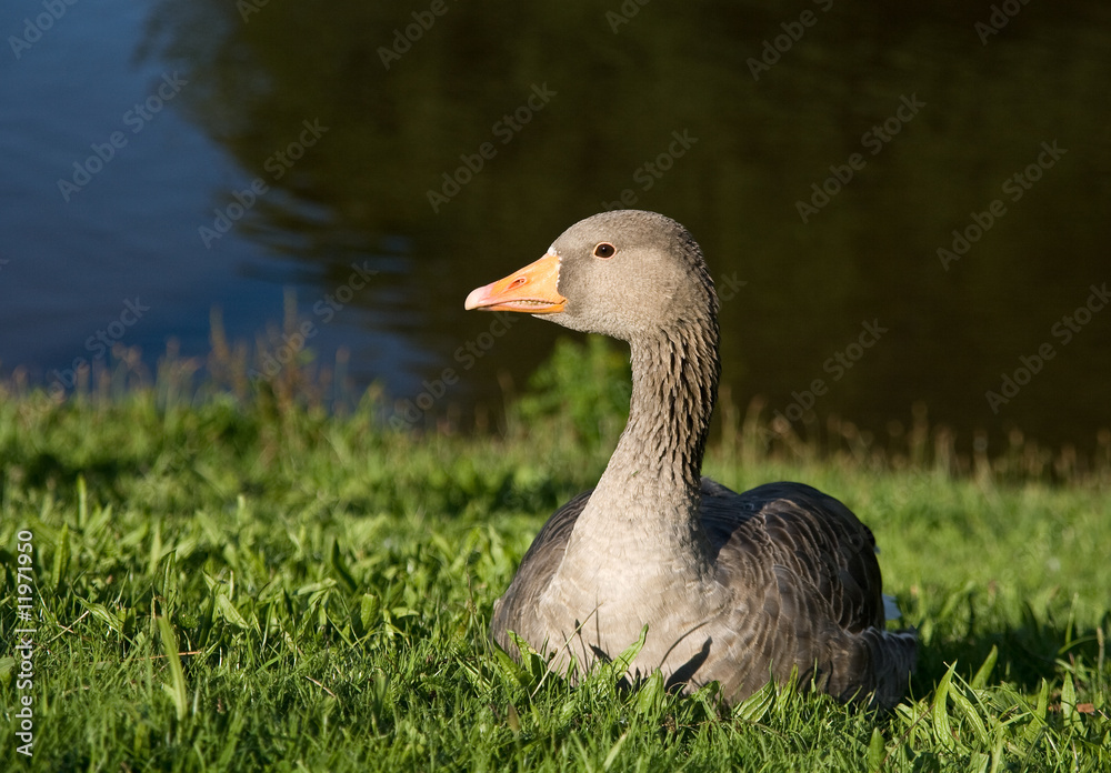 Greylag Goose Greylag Goose