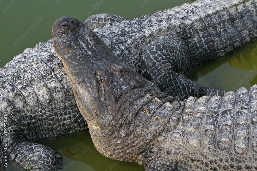 Fototapeta premium alligators