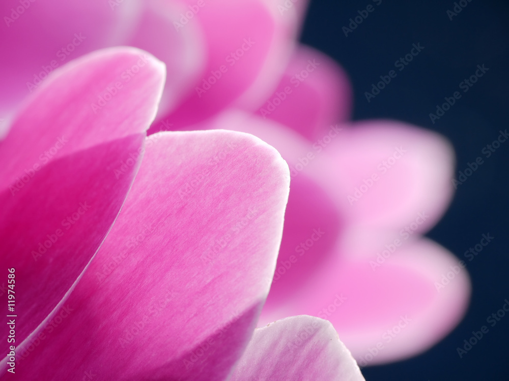 Cyclamen flower petals