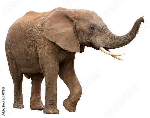 Fototapeta Słoń afrykański na białym tle