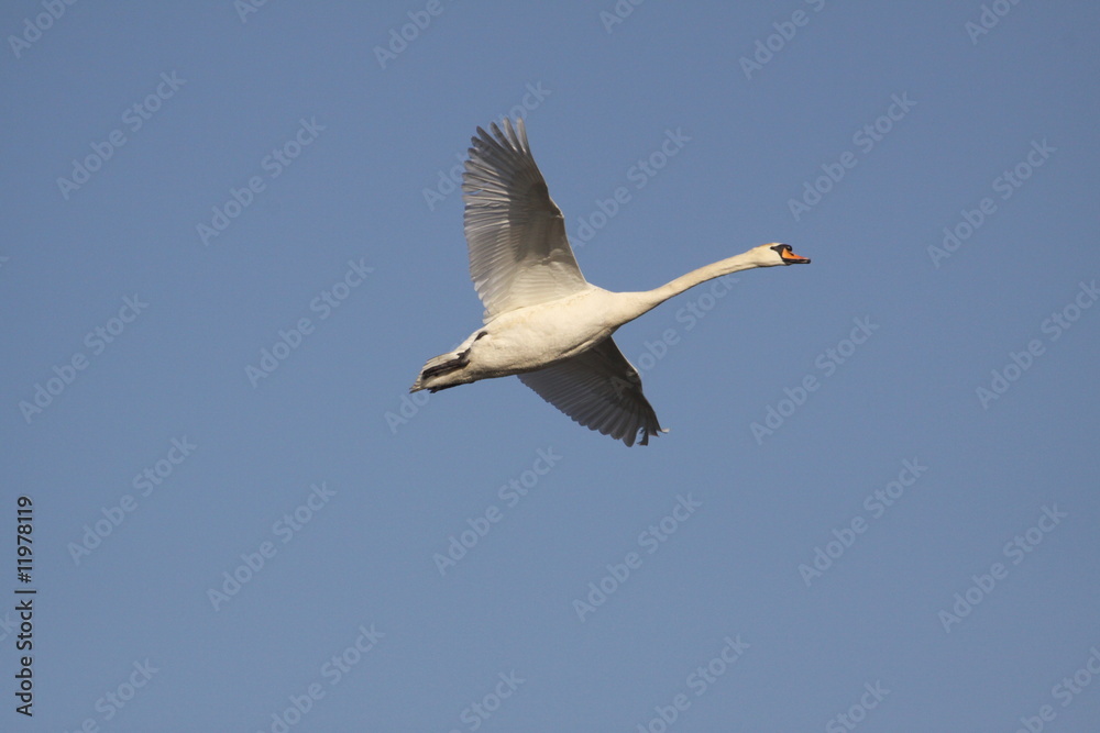 Obraz premium Fliegender Schwan