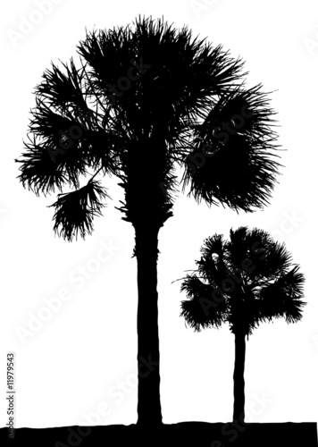 palm trees4
