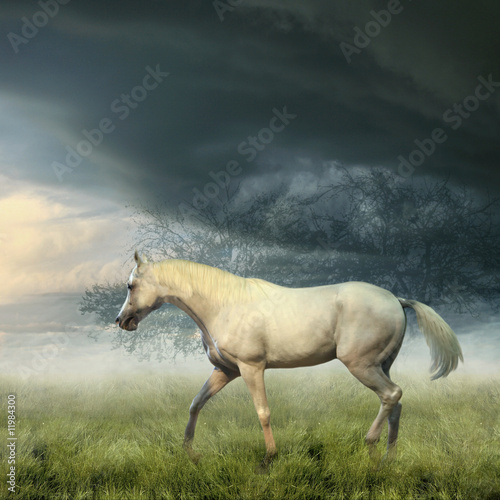 White horse in misty evening