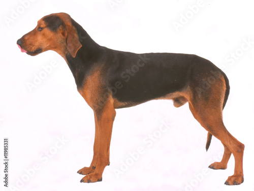 Foto jeune chien courant hellenique en pose dans un studio