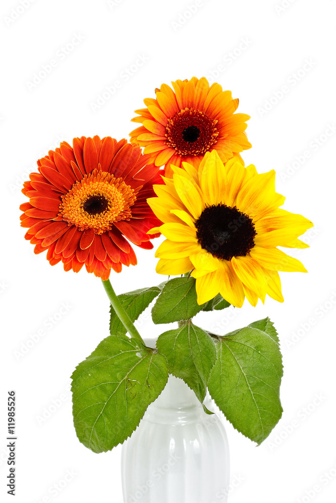 Obraz premium autumn flowers