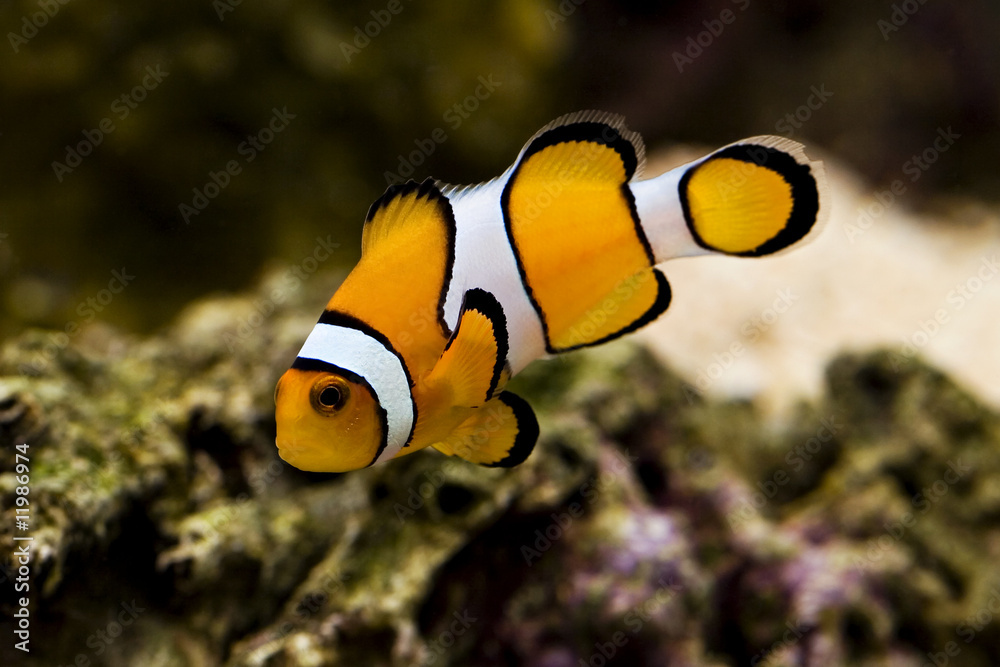 macro of clown fish known as nemo - amphiprion percula - obrazy, fototapety, plakaty 