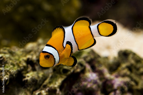 macro of clown fish known as nemo - amphiprion percula