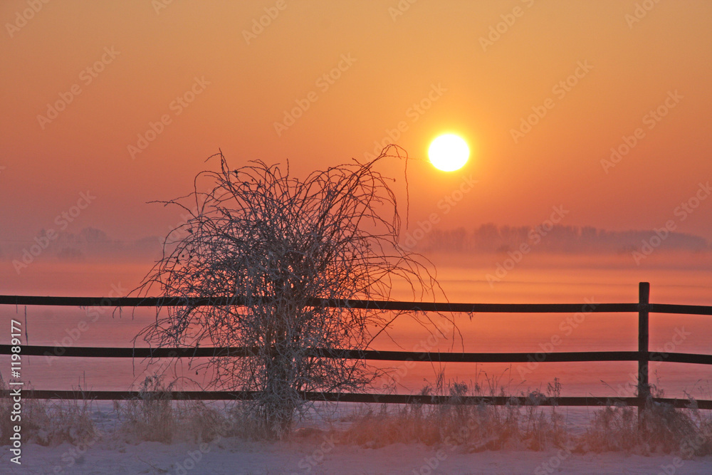 Fototapeta premium vereister Busch im Sonnenuntergang