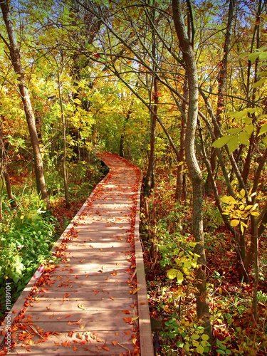 wooden path in the autumn