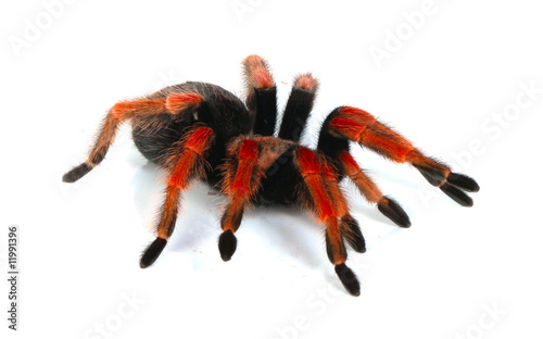 red tarantula