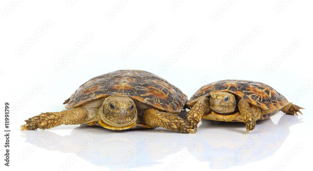 Obraz premium Turtles