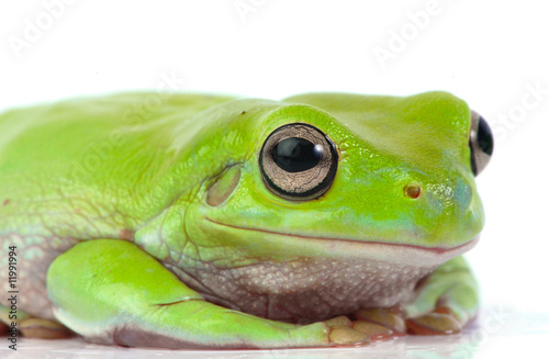 Green tree frog