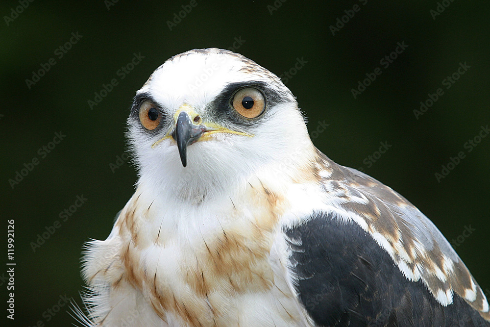 Naklejka premium Eagle (Elanus leucurus) on black background