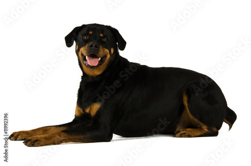 Rottweiler isolated on a white background