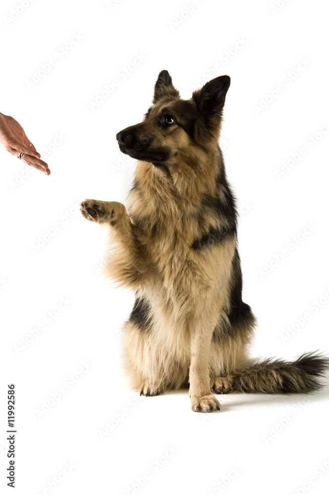 German Shepherd dog isolated on a white background German Shepherd dog isolated on a white background