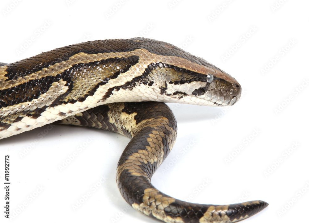 Fototapeta premium Python