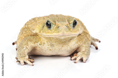 isolated toad