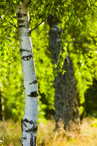 birch in sunlight