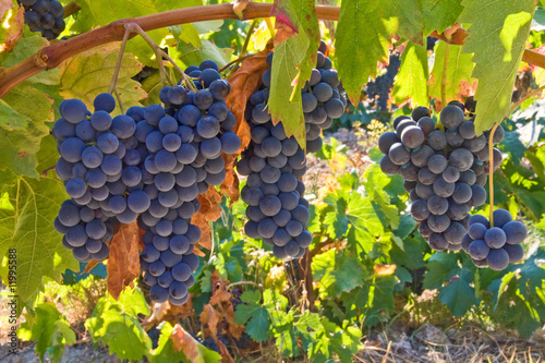 mellow blue grapes