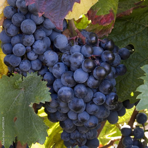mellow blue grapes