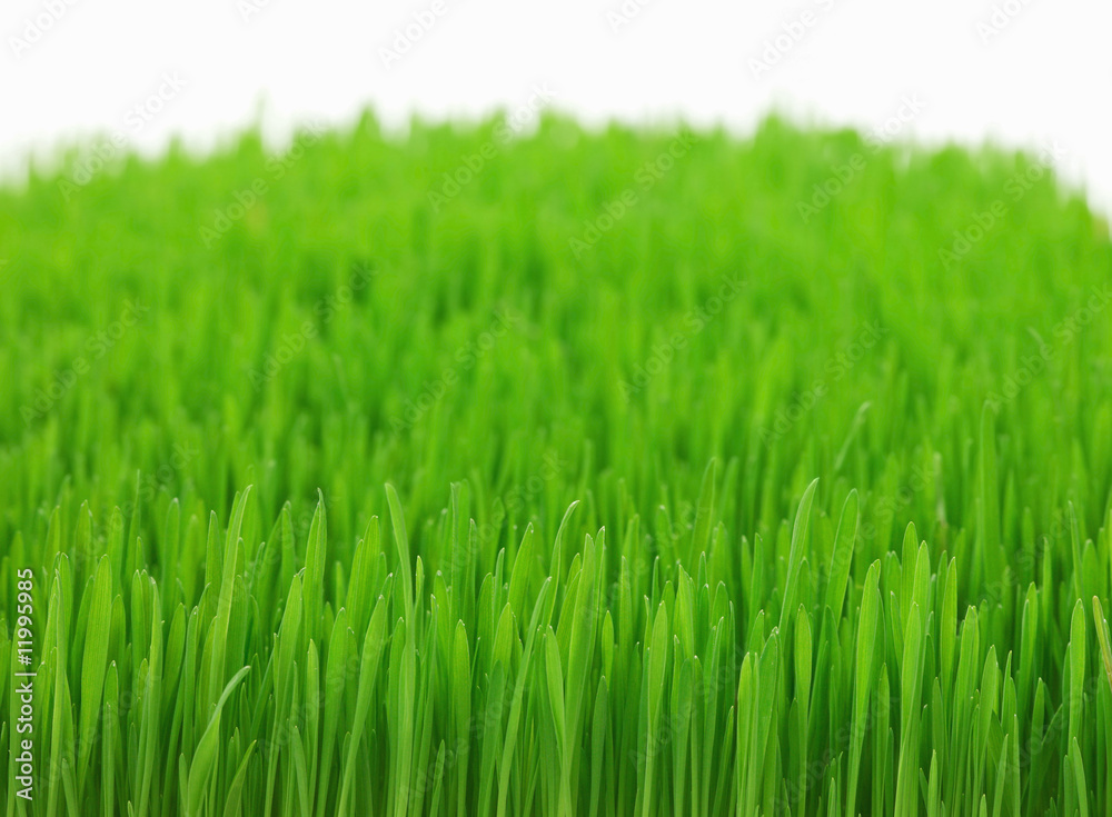 Obraz premium green grass
