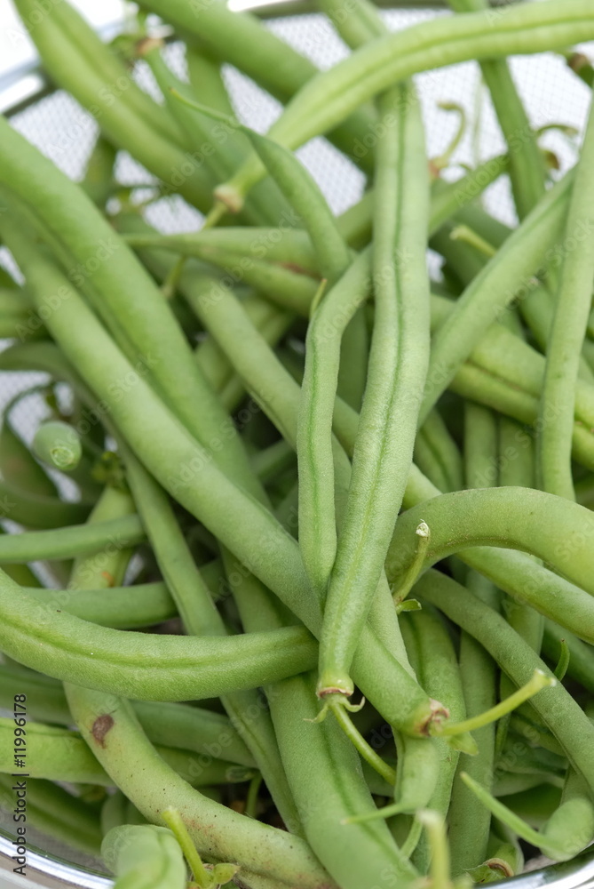 haricots verts haricots verts
