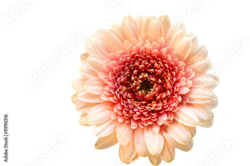 Light pink flower gerber on the white background