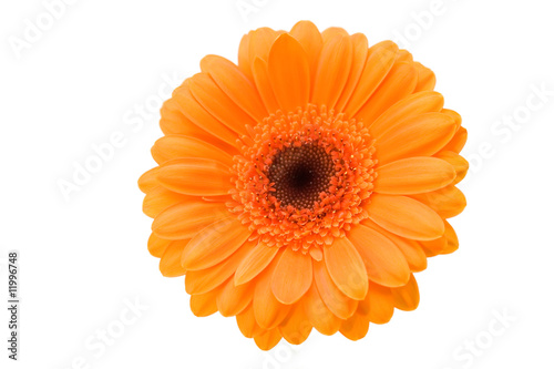 Orange flower gerber on the white background