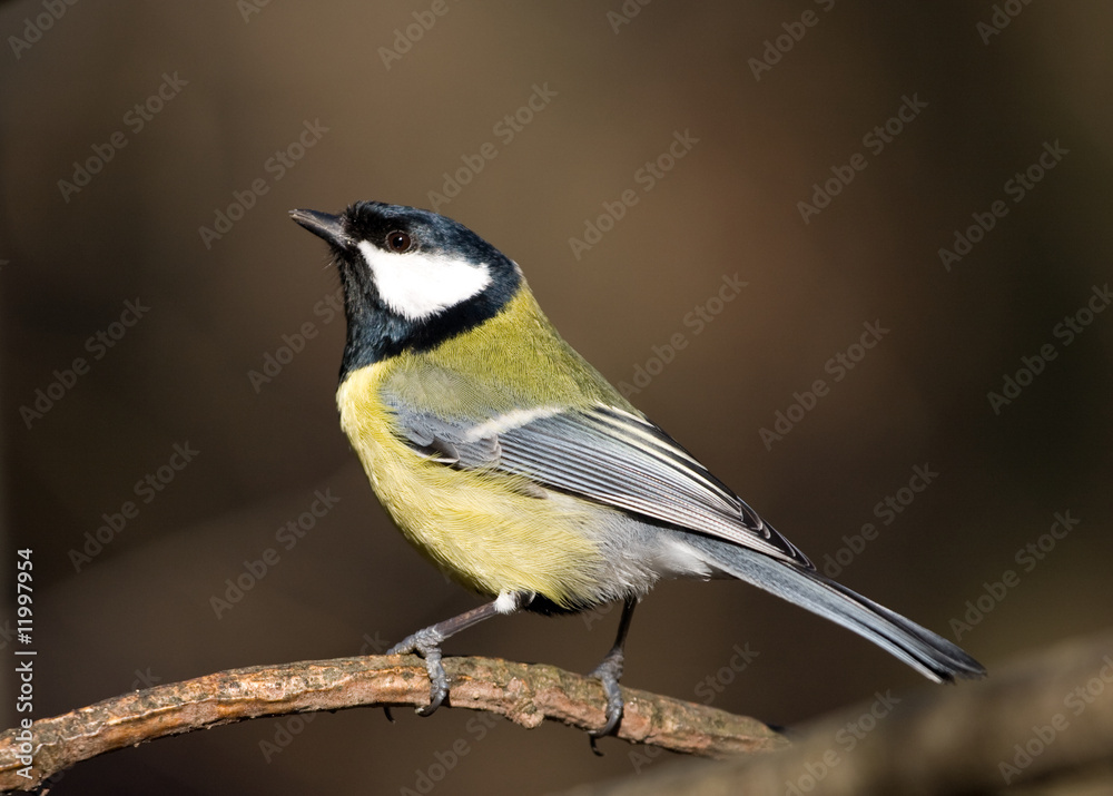 Obraz premium beautiful great tit