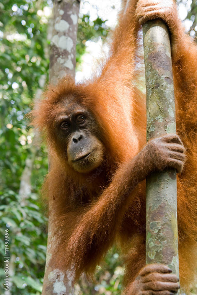 Naklejka premium überraschter Orang Utan