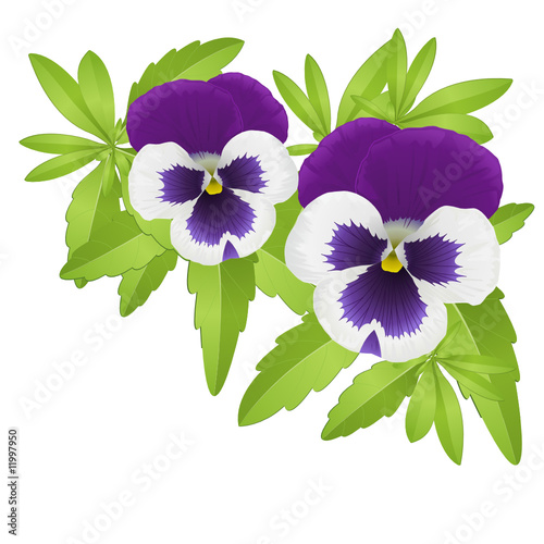 Pansy floral element