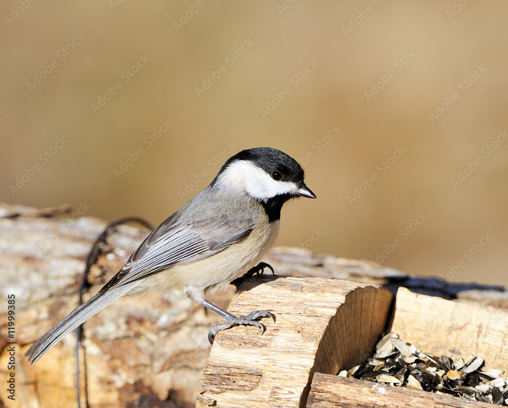 Obraz premium Black-capped Chickadee
