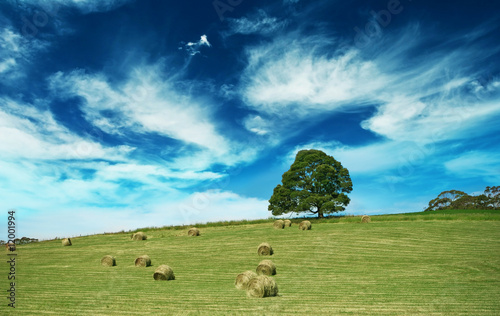 Lonely tree on the field