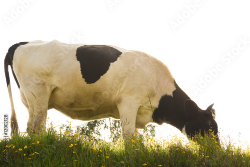 The grazing cow isolated on white background