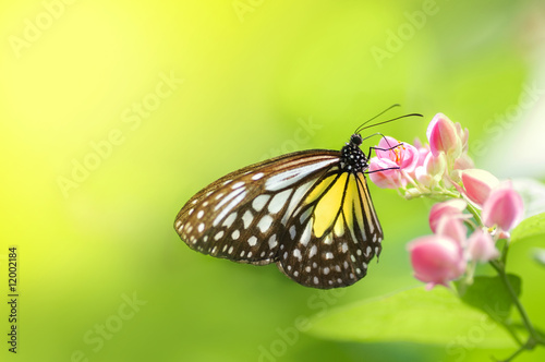 A butterfly feeding on flower