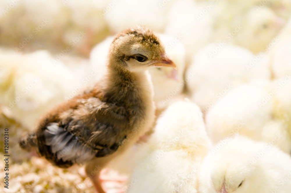 Fotografie A brown chick standing in yellow chicks group