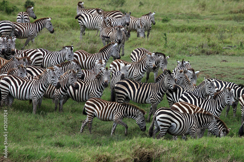 Zebra herd serengeti Tanzania