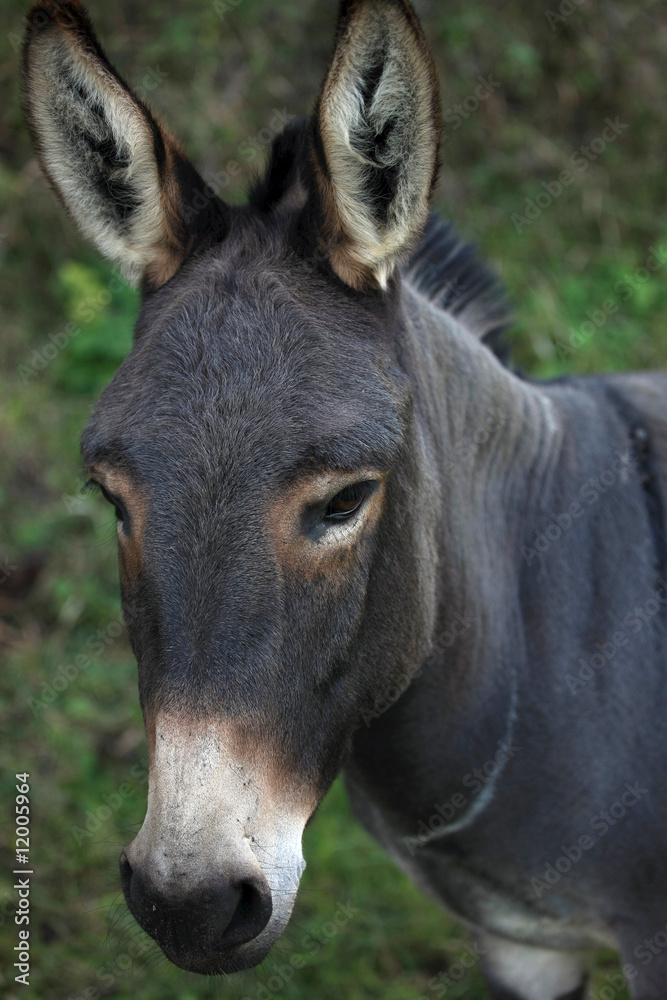 Portrait eines Esels Portrait eines Esels