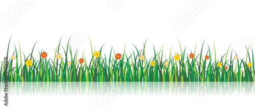 Vector Grass Illustration With flowers