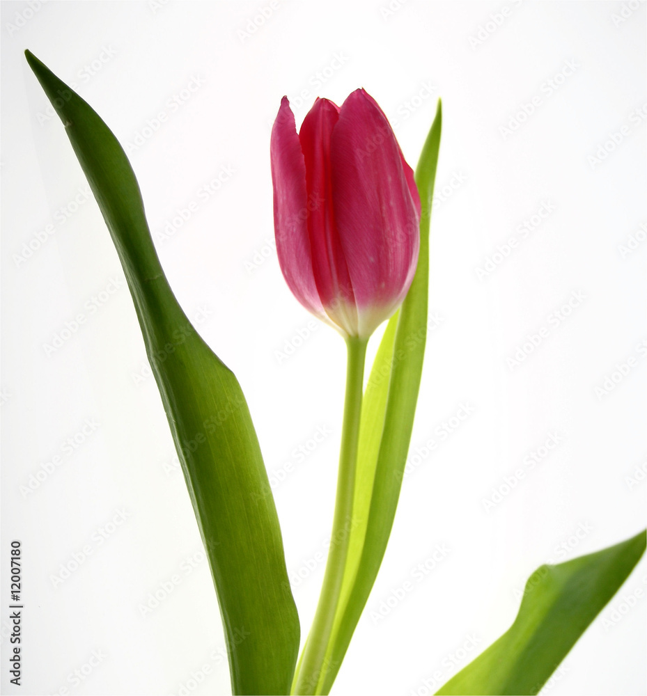 Obraz premium Tulipan Bud