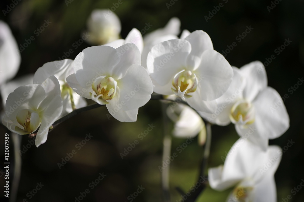 Orchidée blanche Orchidée blanche