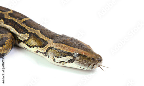 python © GraphicsRF