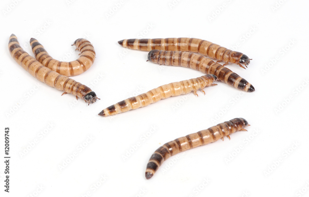 mealworms mealworms