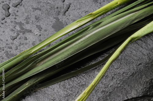 Lemongrass - Cymbopogon Flexuosus photo