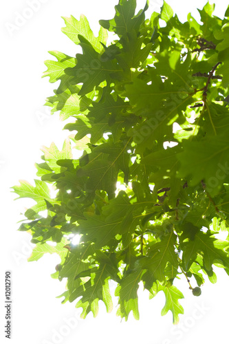 oak leaves isolated