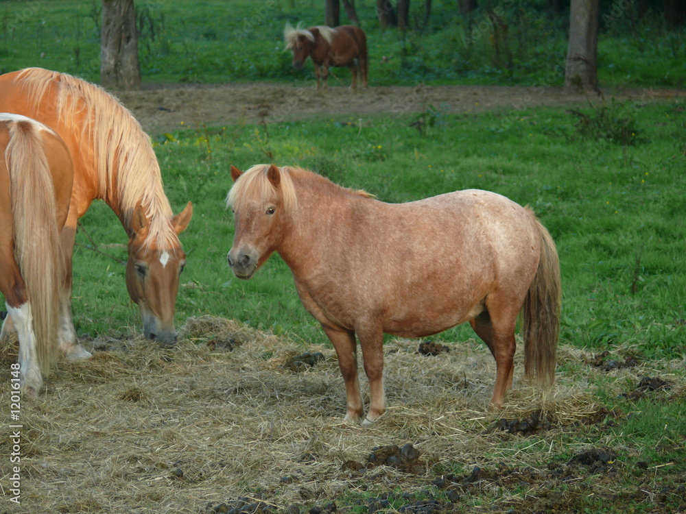 Fototapeta premium Pferde auf einer Weide