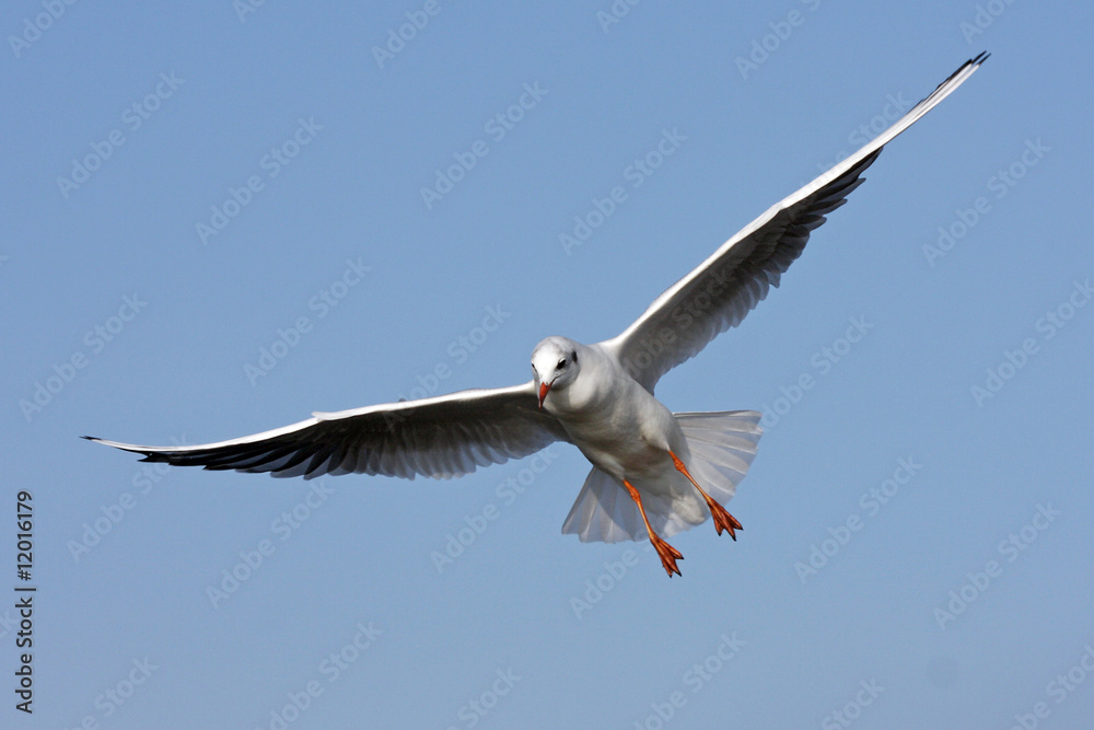 Fototapeta premium Möwe