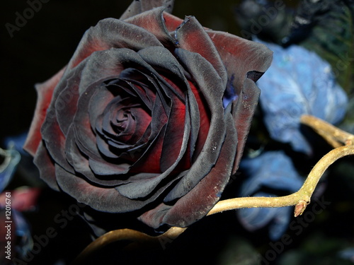 rose noire