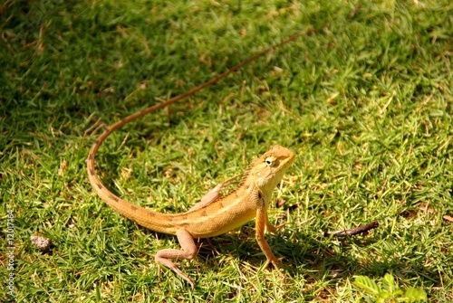 A lizard at the grass © Frouwina Harmanna va